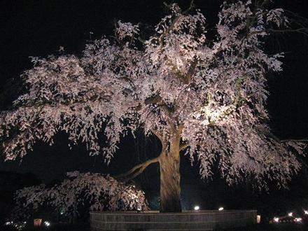 円山公園の枝垂桜