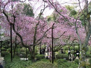 平安神宮の桜