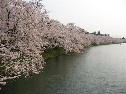 有名な桜のトンネル