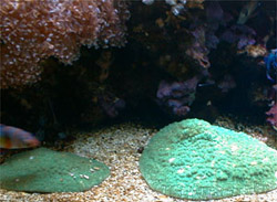 サンゴにもオスとメスがあるんだ。ヘルメットイシ：右♂　左♀