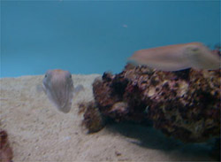 コブシメ。1999年2月、沖縄海洋博記念公園の水族館でもらった卵を育てたのだ。