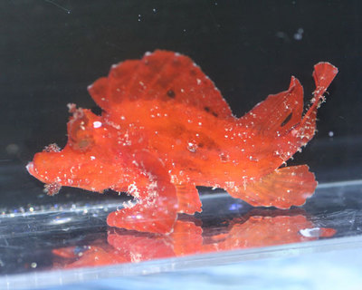 ekusumaiya-red-11-%282%29.jpg