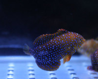 pot%20wrasse%20%285%29.jpg