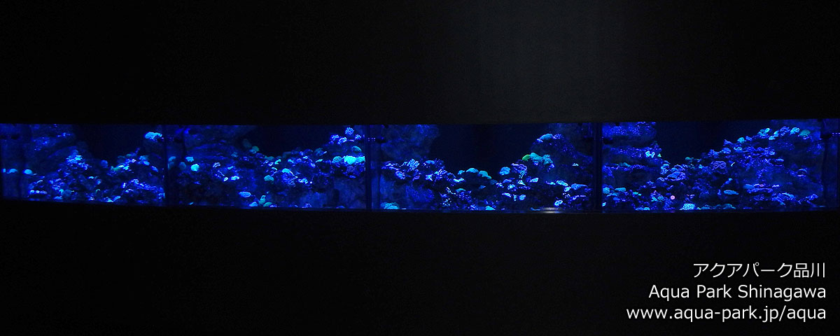 マクセル アクアパーク品川 / Aqua Park Shinagawa in Tokyo