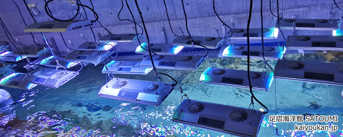 足摺海洋館 SATOUMI / Ashizuri Kaiyokan SATOUMI in Kochi