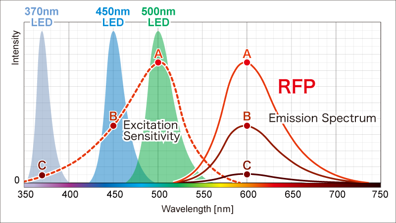 Understanding the luminescence intensity and visibility of fluorescent proteins