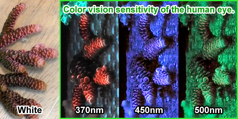 How to feel the emission intensity of RFP