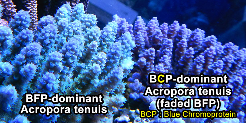 BFP and BCP of Acropora tenuis