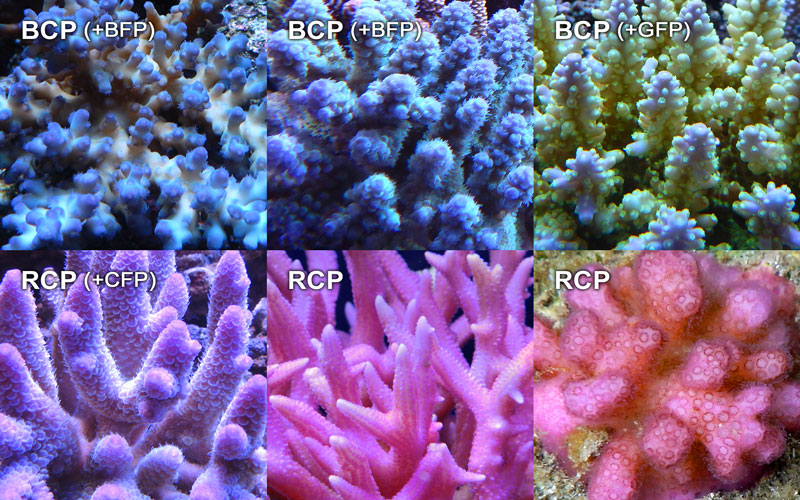 Types of Chromoproteins