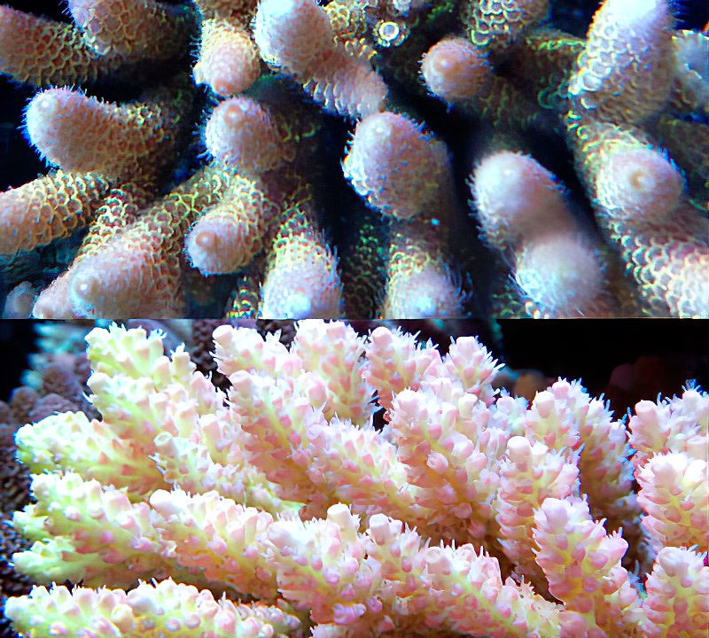 Aussie corals with high fluorescent protein content