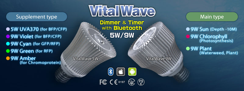 VitalWave