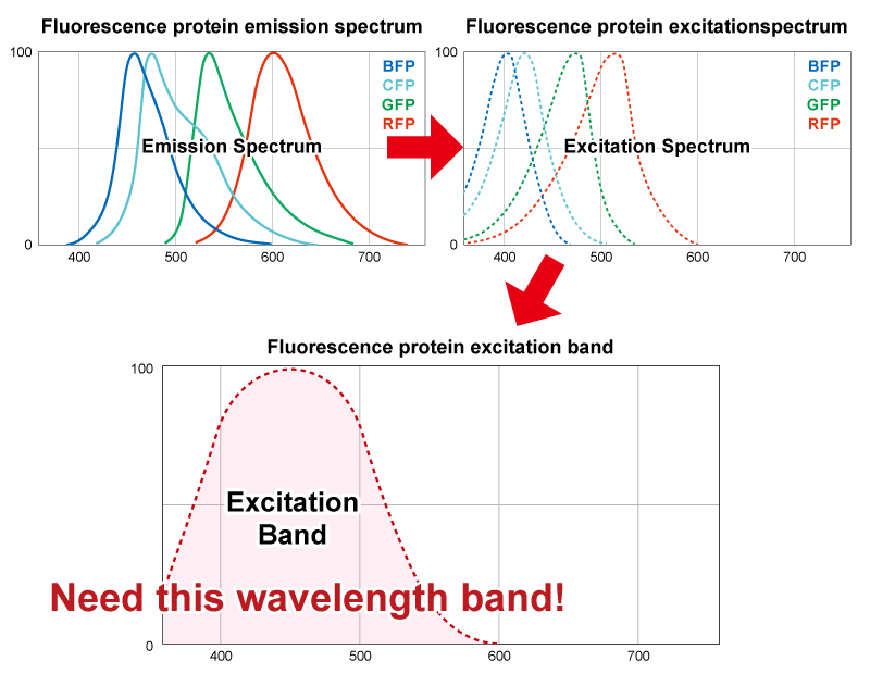 Spectrum of coral fluorescent proteins