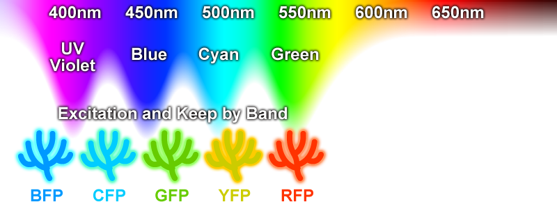 The light needed to excite and keep Fluorescent Proteins