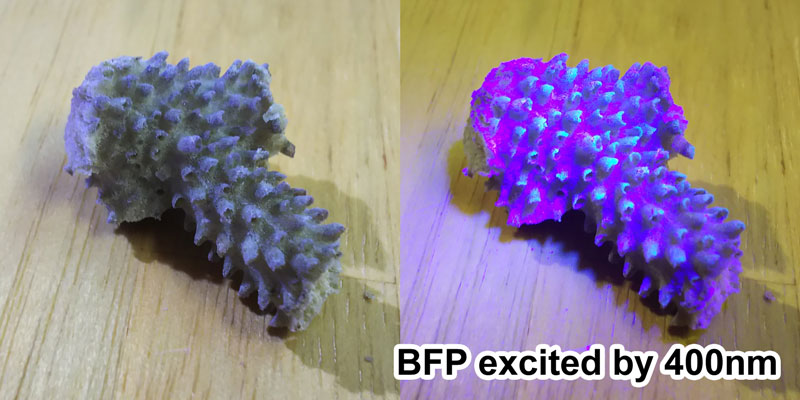 BFP excited to 400nm