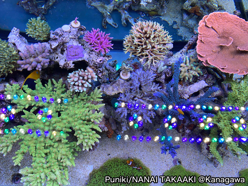 Puniki/NANAI TAKAAKI @Kanagawa