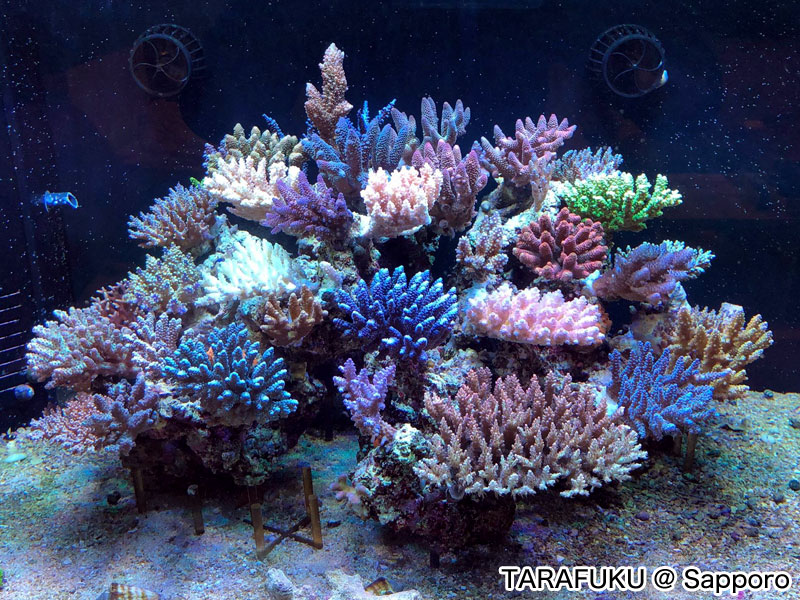 TARAFUKU @Sapporo