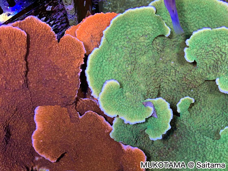 MUKOTAMA @Saitama