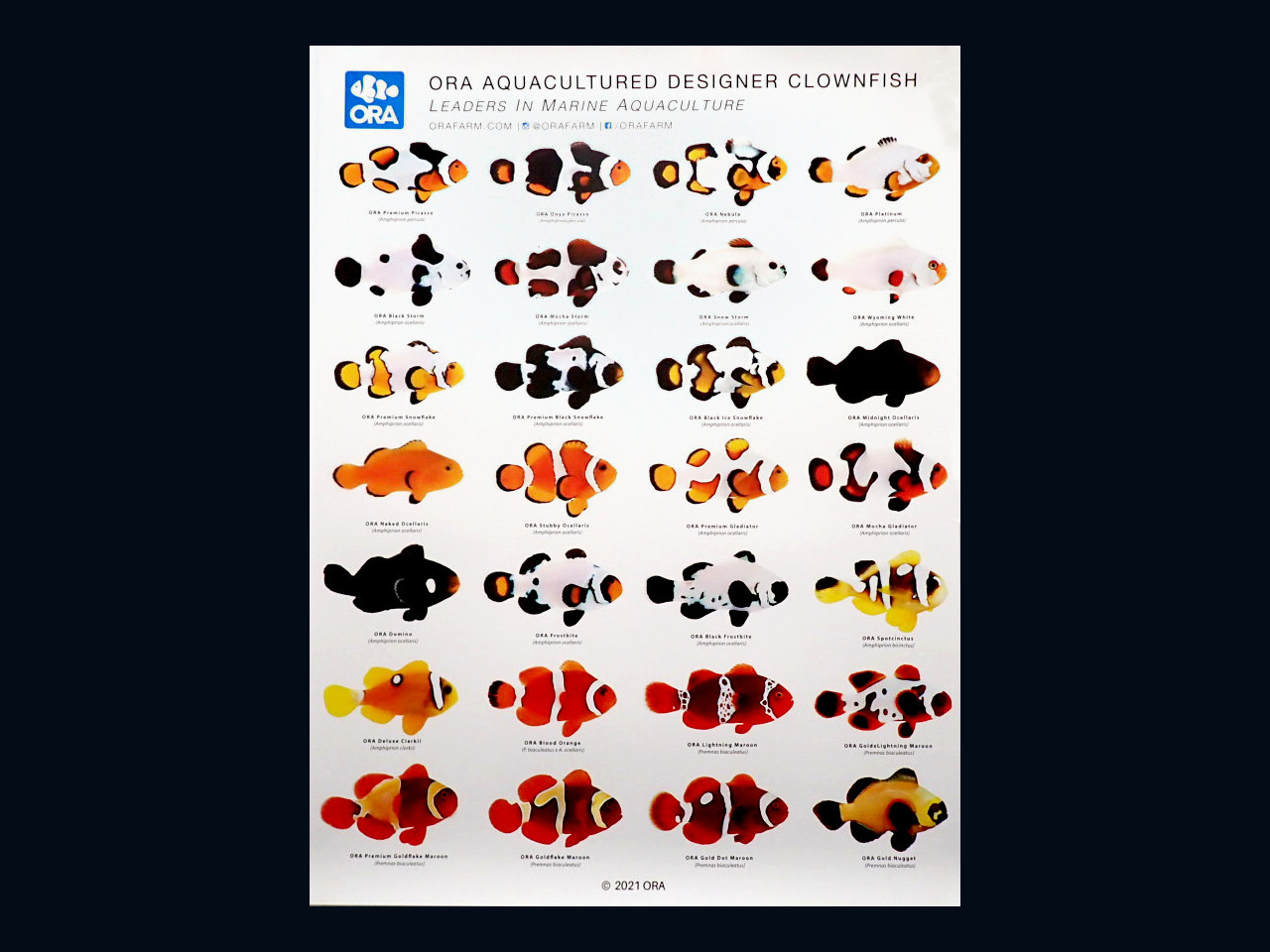 DESIGNER CLOWN FISH