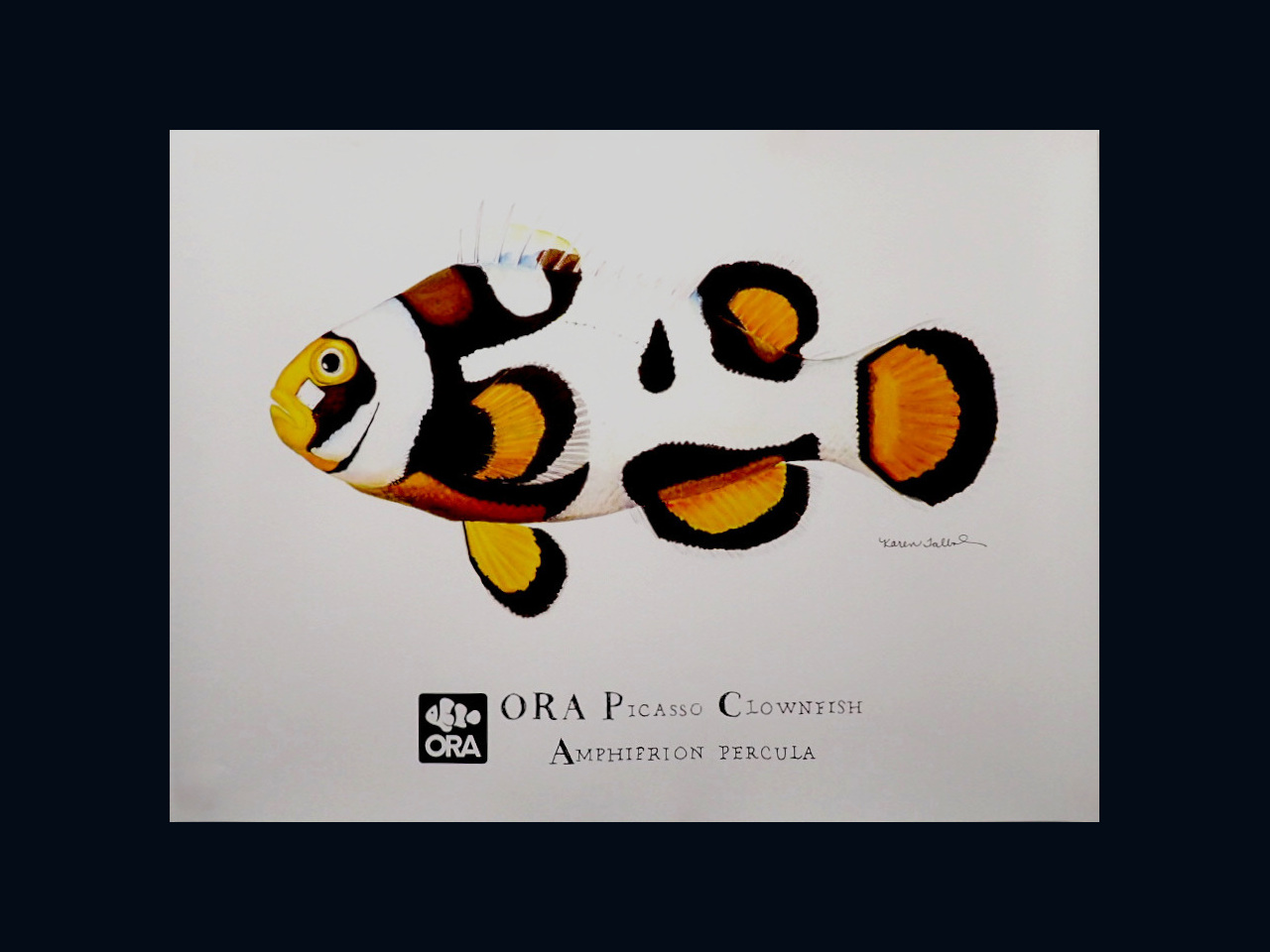 PICASSO CLOWN FISH