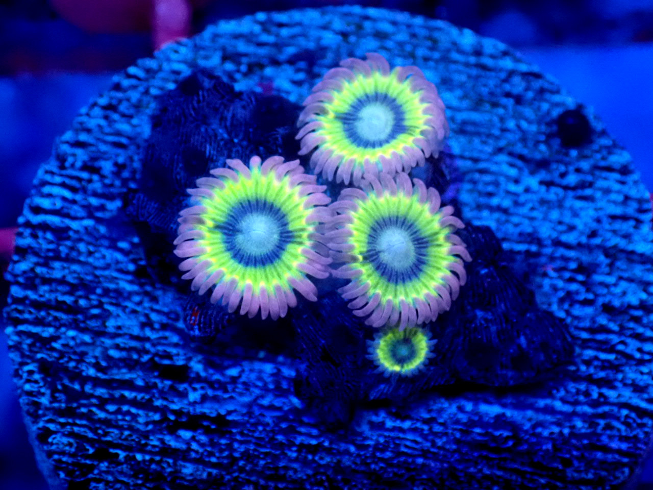 ウミキノコ　特大　±20 ウミキノコ特大±20