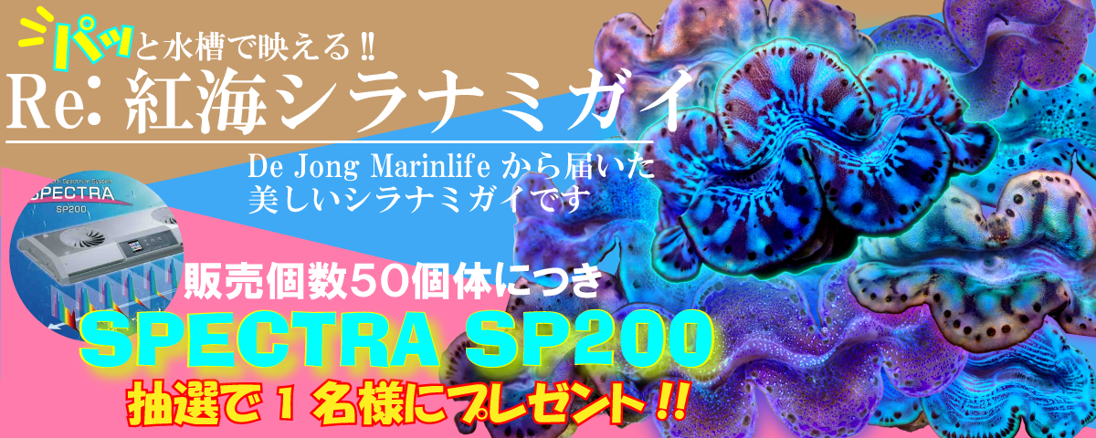 紅海シラナミガイ販売個数50個体につきSPECTRA SP200を抽選で1名様にプレゼント!